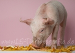 02 Schwein gehabt